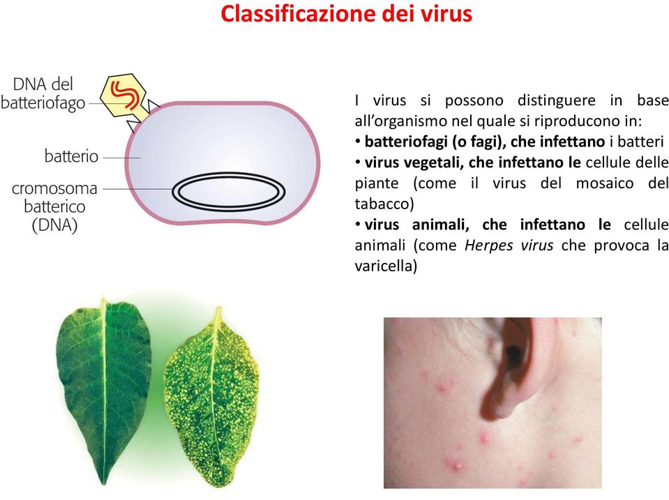 vegetali, che infettano le cellule delle piante (come il virus del mosaico del