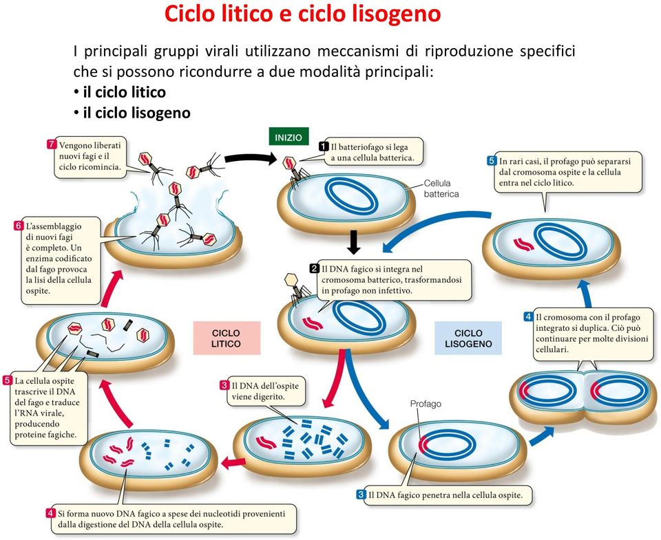 riproduzione specifici che si possono