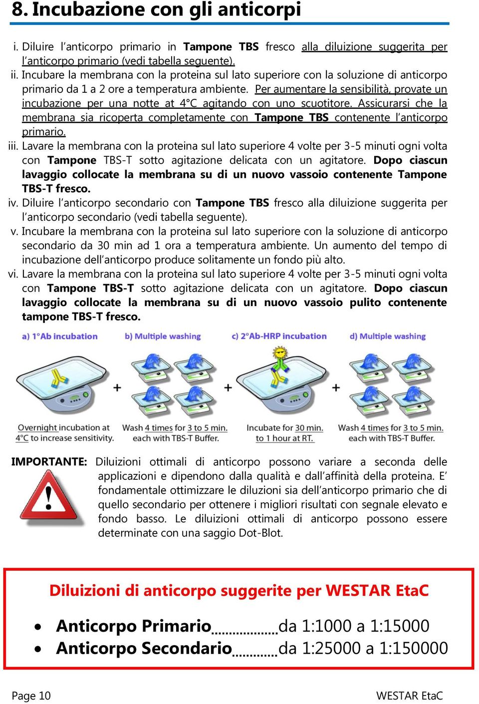 Per aumentare la sensibilità, provate un incubazione per una notte at 4 C agitando con uno scuotitore.