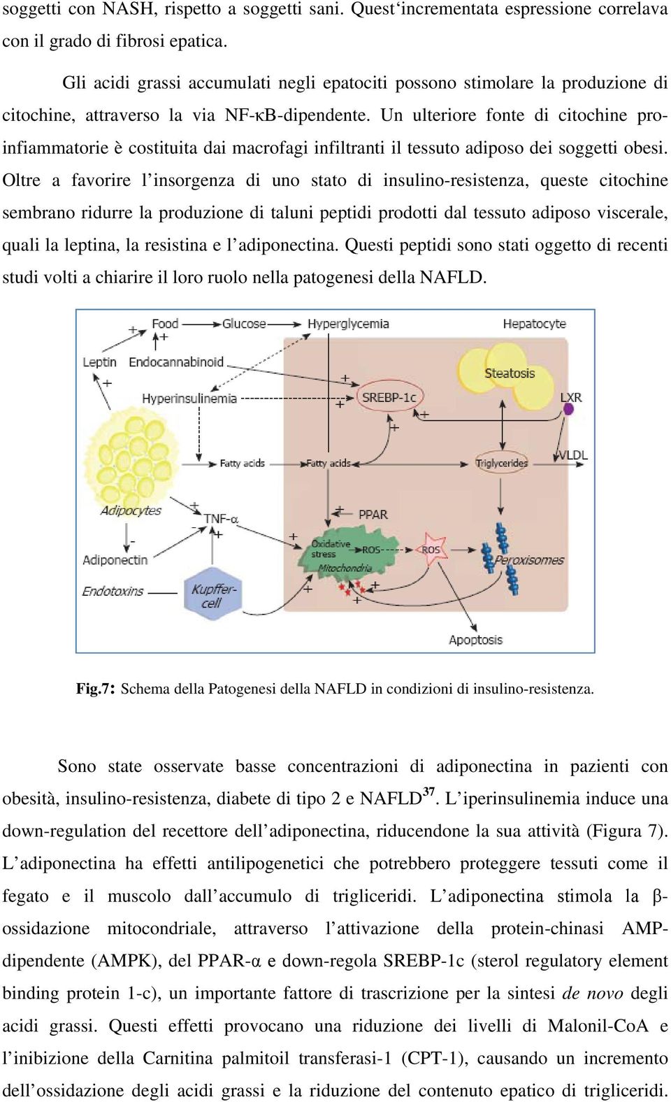 Un ulteriore fonte di citochine proinfiammatorie è costituita dai macrofagi infiltranti il tessuto adiposo dei soggetti obesi.