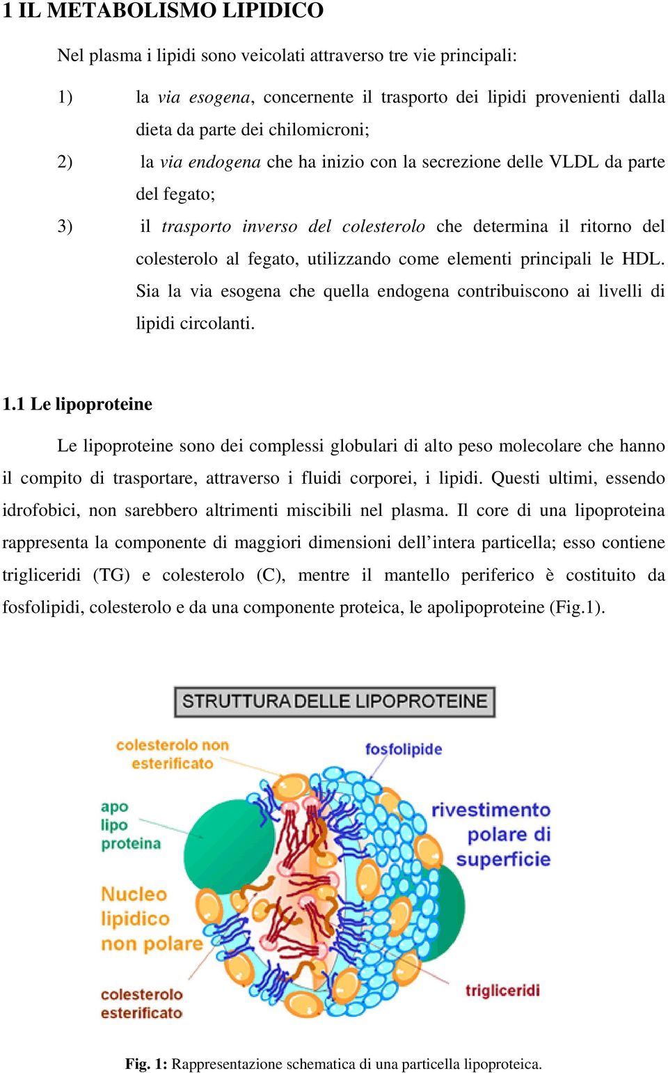 elementi principali le HDL. Sia la via esogena che quella endogena contribuiscono ai livelli di lipidi circolanti. 1.