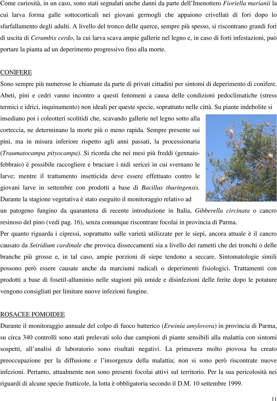 A livello del tronco delle querce, sempre più spesso, si riscontrano grandi fori di uscita di Cerambix cerdo, la cui larva scava ampie gallerie nel legno e, in caso di forti infestazioni, può portare