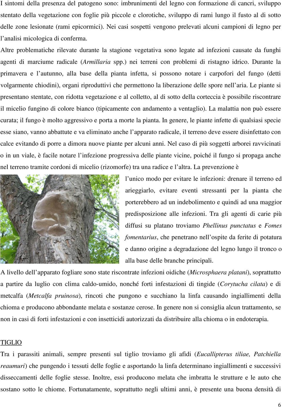 Altre problematiche rilevate durante la stagione vegetativa sono legate ad infezioni causate da funghi agenti di marciume radicale (Armillaria spp.) nei terreni con problemi di ristagno idrico.