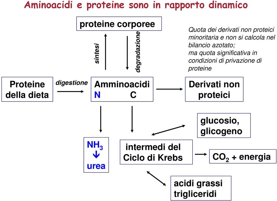 condizioni di privazione di proteine Proteine della dieta digestione Amminoacidi N C Derivati non