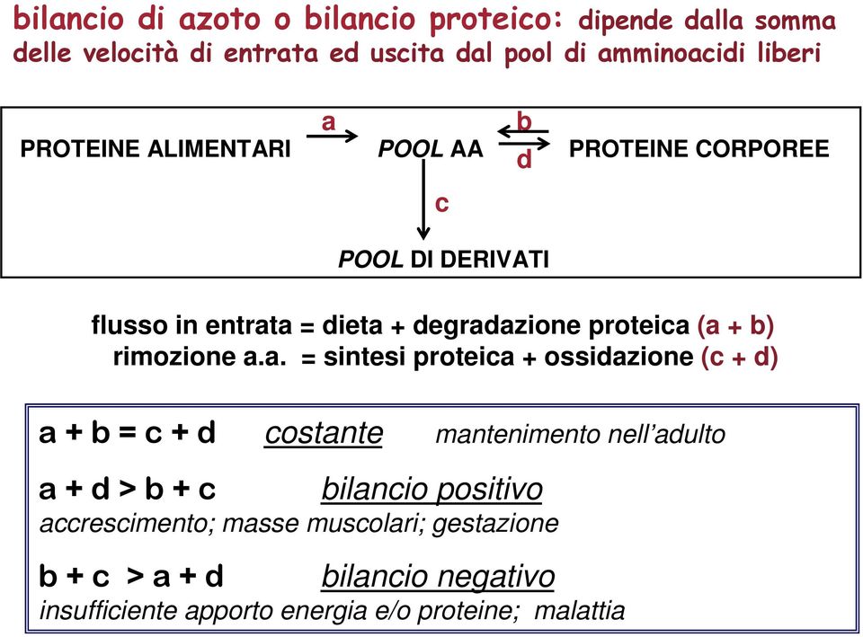 a = dieta + degradazione proteica (a + b) rimozione a.a. = sintesi proteica + ossidazione (c + d) b d POOL DI DERIVATI a + b = c