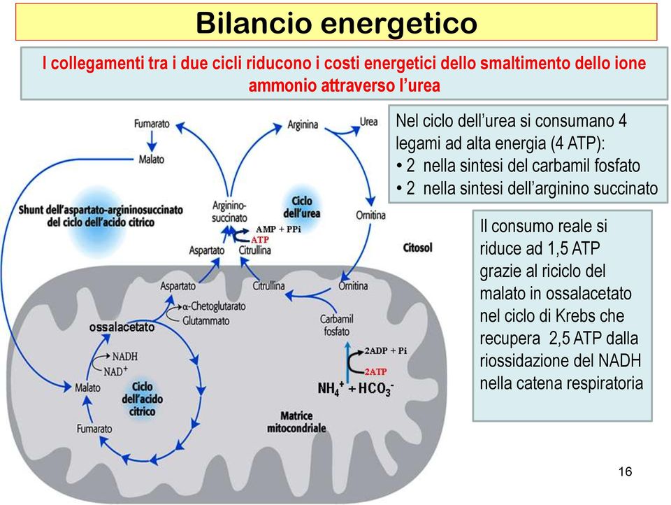 carbamil fosfato 2 nella sintesi dell arginino succinato Il consumo reale si riduce ad 1,5 ATP grazie al riciclo