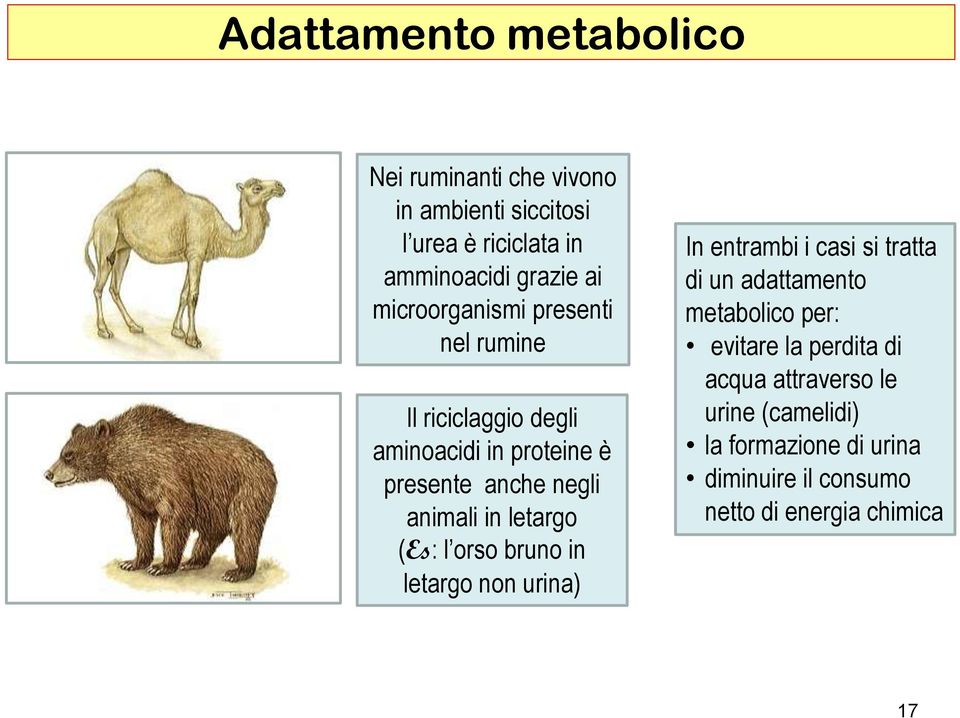 letargo (Es: l orso bruno in letargo non urina) In entrambi i casi si tratta di un adattamento metabolico per: