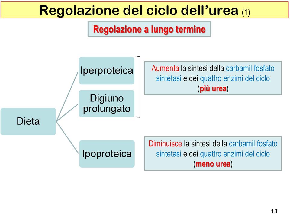 carbamil fosfato sintetasi e dei quattro enzimi del ciclo (più urea)