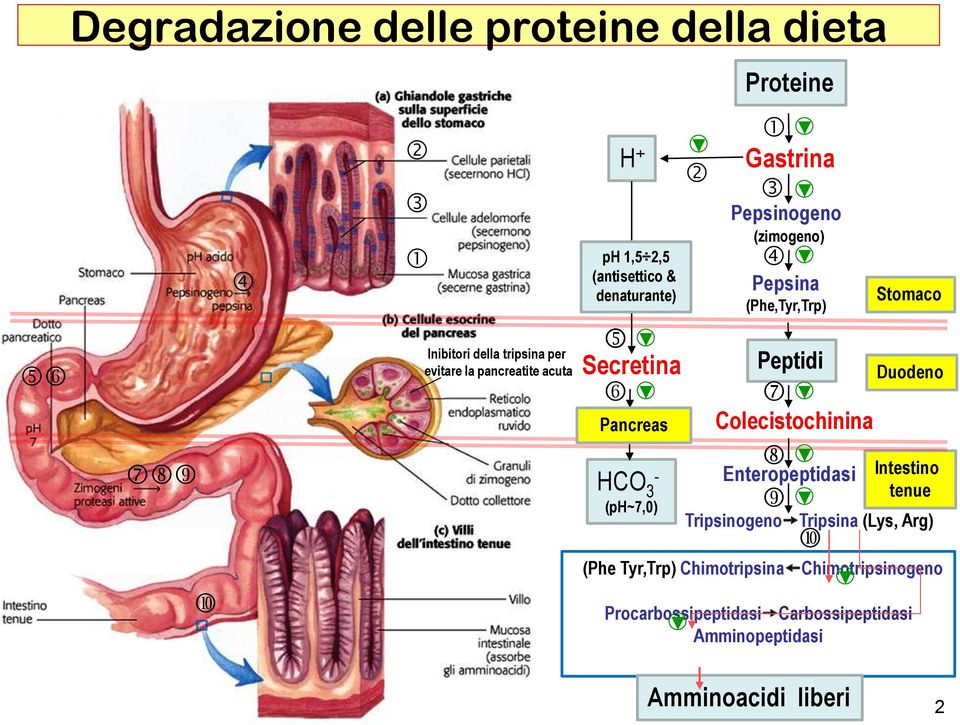 (Phe,Tyr,Trp) Peptidi Colecistochinina Enteropeptidasi Intestino tenue TripsinogenoTripsina (Lys, Arg) Stomaco