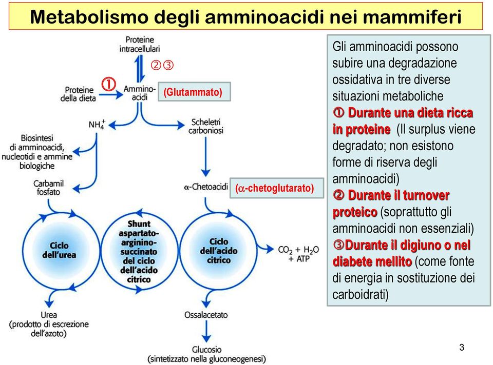 viene degradato; non esistono forme di riserva degli amminoacidi) Durante il turnover proteico (soprattutto gli