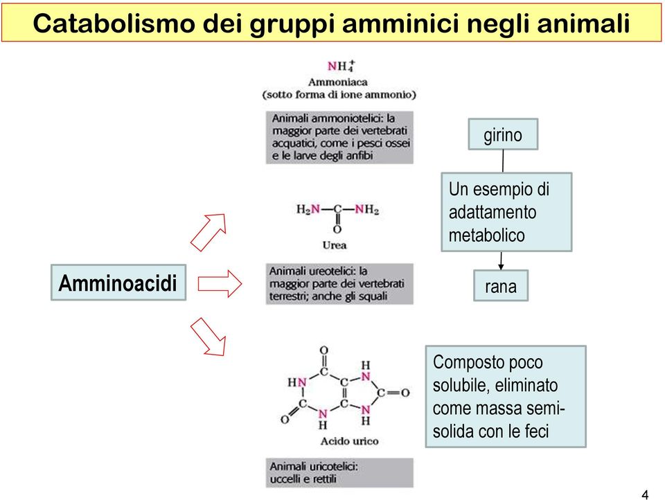 metabolico Amminoacidi rana Composto poco