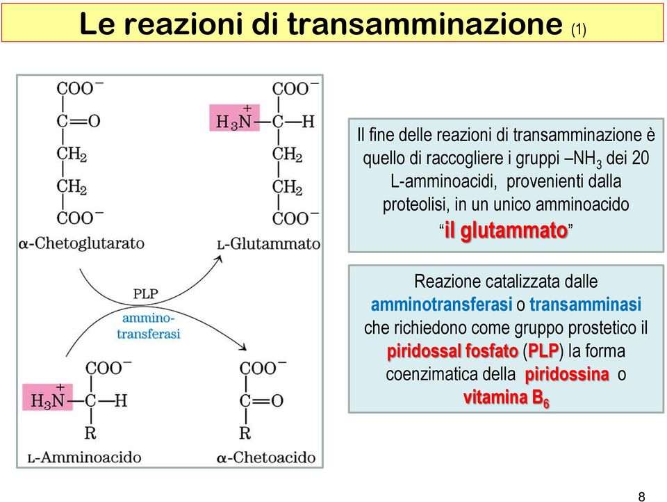 amminoacido il glutammato Reazione catalizzata dalle amminotransferasi o transamminasi che