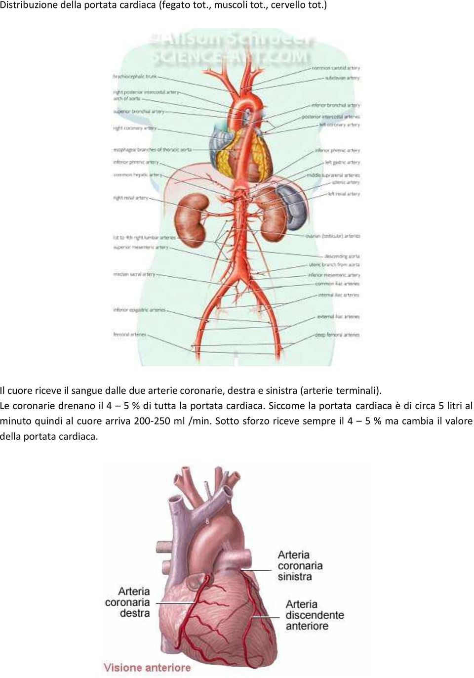 Le coronarie drenano il 4 5 % di tutta la portata cardiaca.