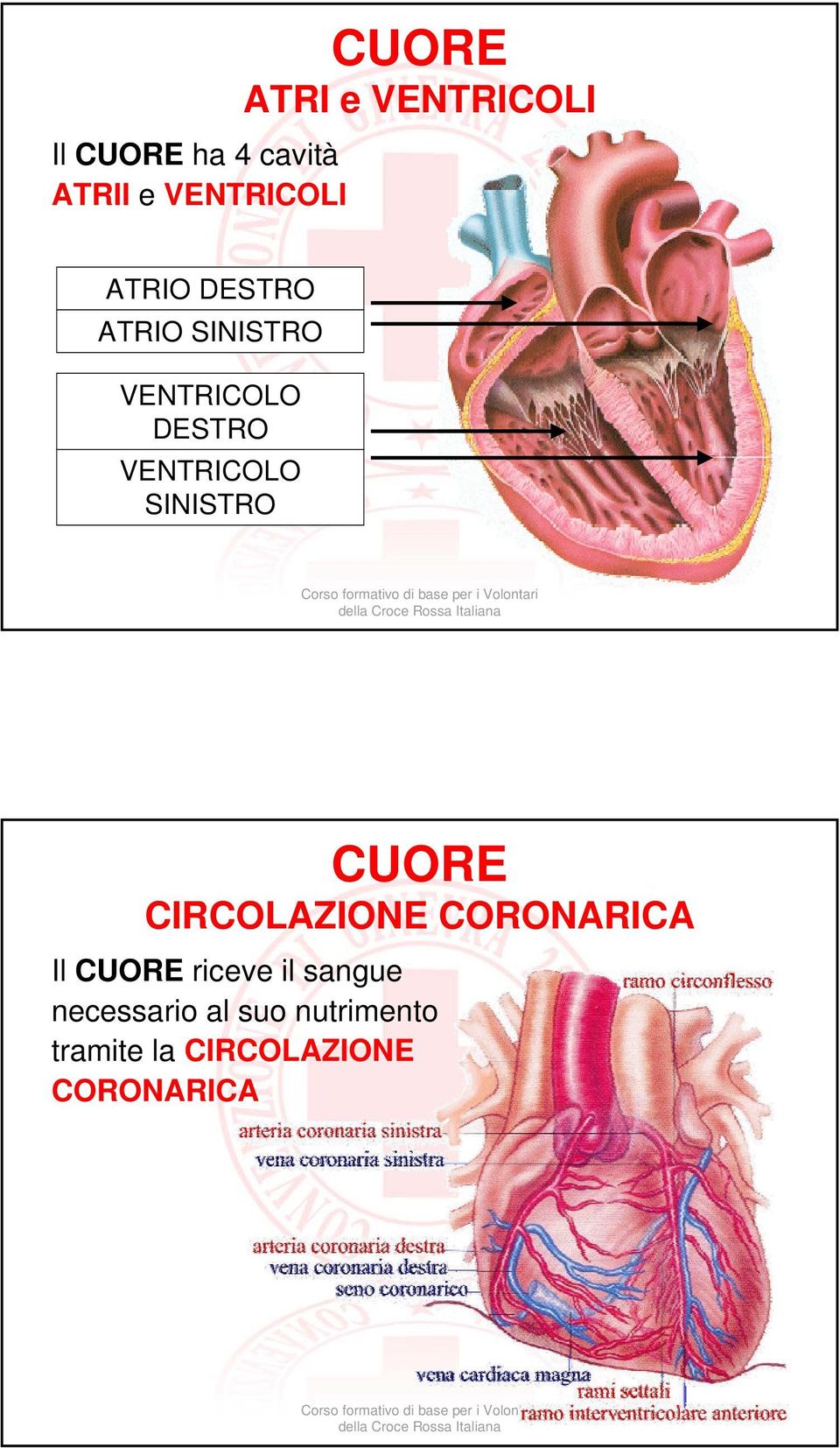 VENTRICOLO SINISTRO CUORE CIRCOLAZIONE CORONARICA Il CUORE