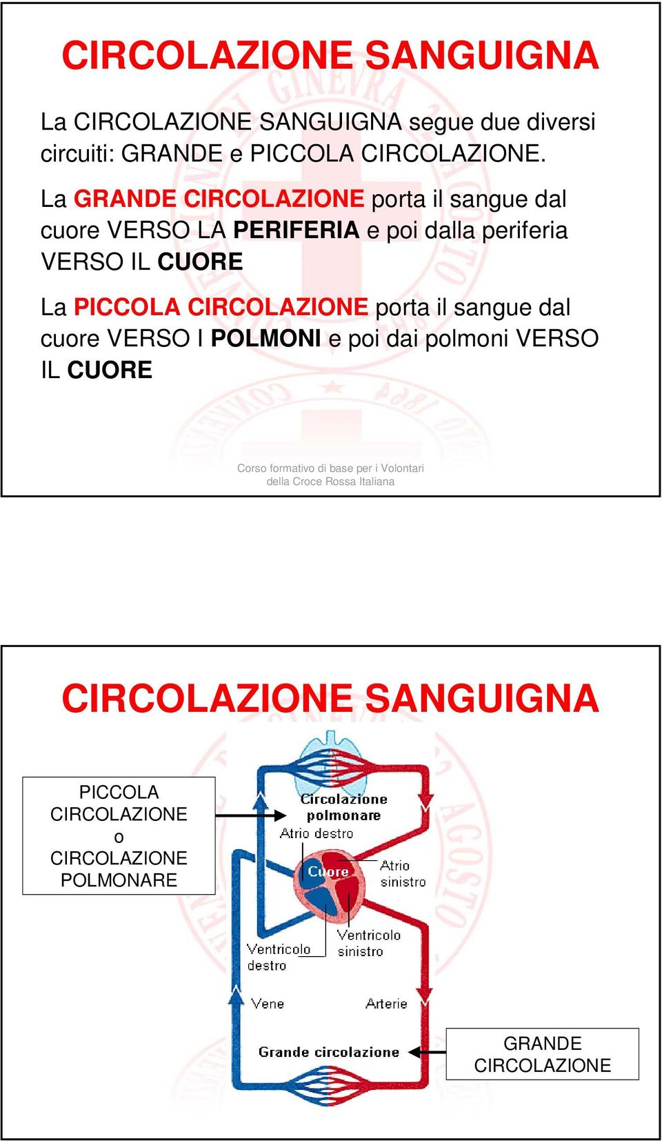 La GRANDE CIRCOLAZIONE porta il sangue dal cuore VERSO LA PERIFERIA e poi dalla periferia VERSO IL