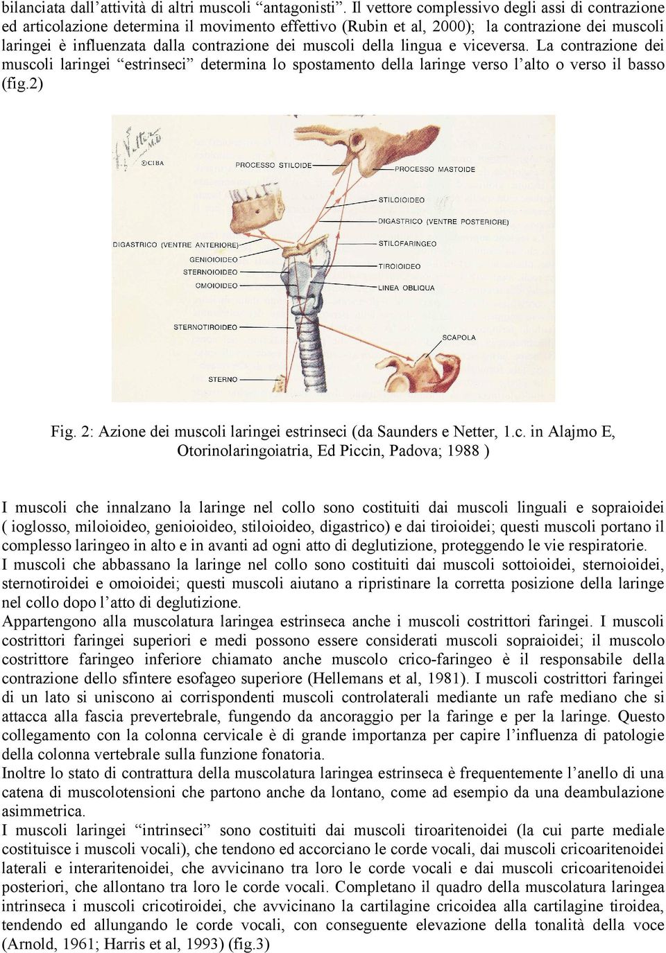 della lingua e viceversa. La contrazione dei muscoli laringei estrinseci determina lo spostamento della laringe verso l alto o verso il basso (fig.2) Fig.