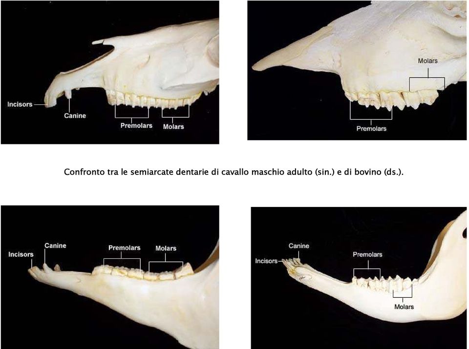 cavallo maschio adulto