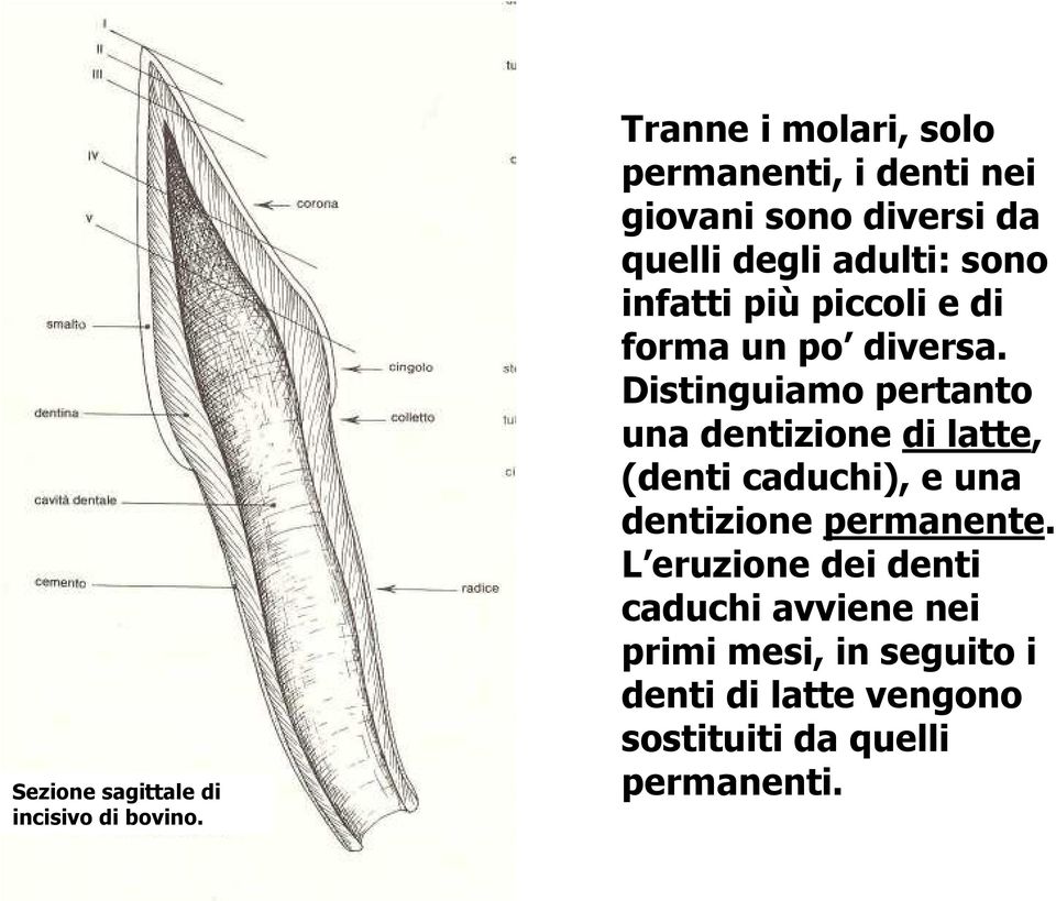 infatti più piccoli e di forma un po diversa.