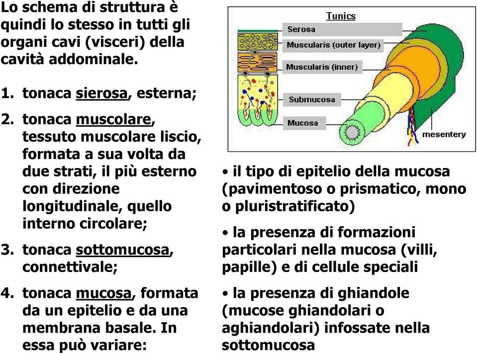 tonaca sottomucosa, connettivale; 4. tonaca mucosa, formata da un epitelio e da una membrana basale.