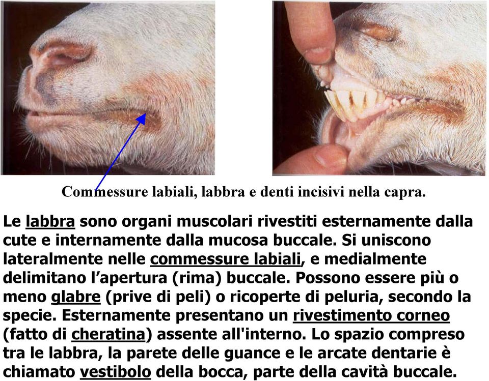 Si uniscono lateralmente nelle commessure labiali, e medialmente delimitano l apertura (rima) buccale.