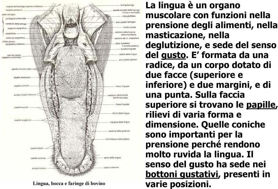 E formata da una radice, da un corpo dotato di due facce (superiore e inferiore) e due margini, e di una punta.