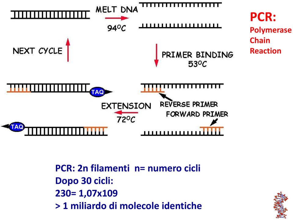 cicli Dopo 30 cicli: 230=