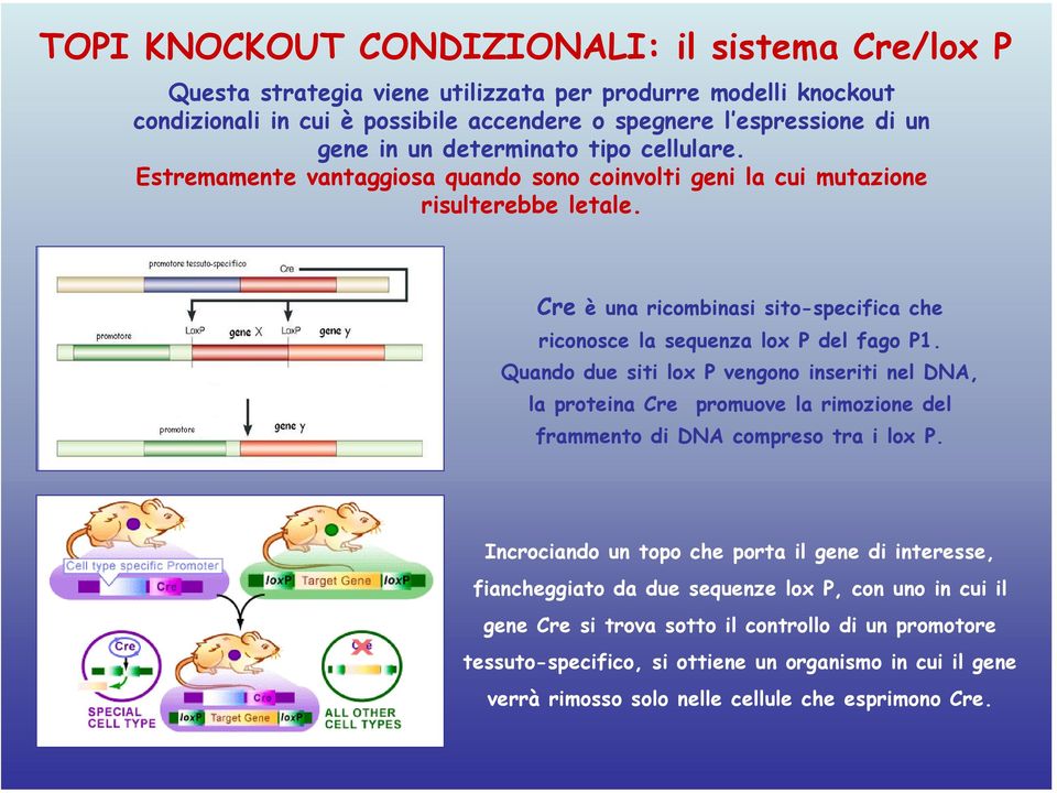 Quando due siti lox P vengono inseriti nel DNA, la proteina Cre promuove la rimozione del frammento di DNA compreso tra i lox P.