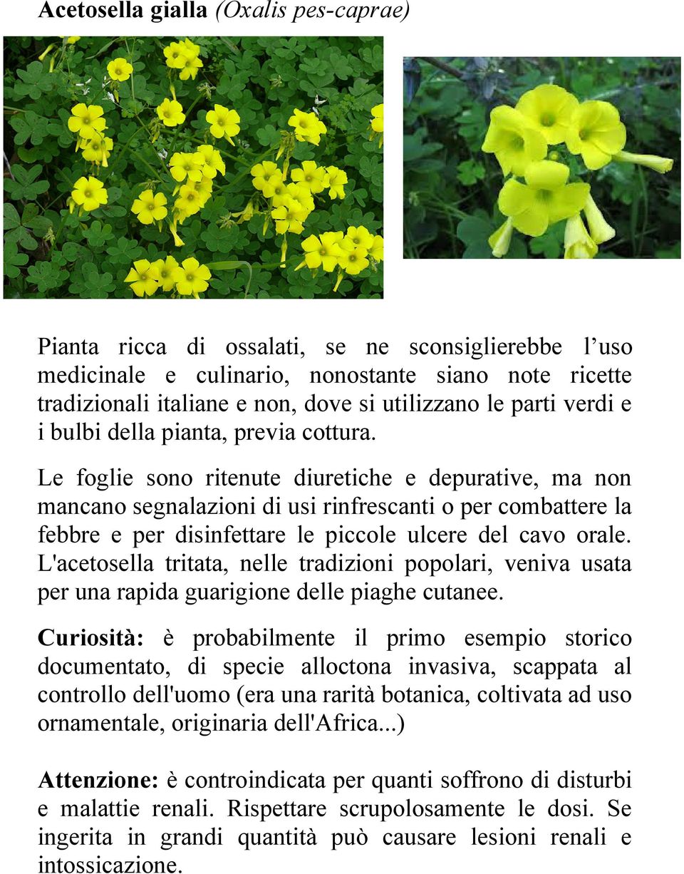 Le foglie sono ritenute diuretiche e depurative, ma non mancano segnalazioni di usi rinfrescanti o per combattere la febbre e per disinfettare le piccole ulcere del cavo orale.