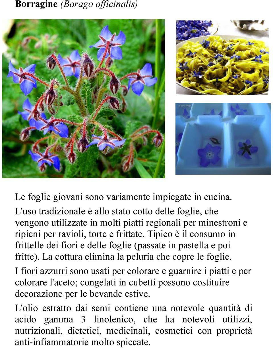 Tipico è il consumo in frittelle dei fiori e delle foglie (passate in pastella e poi fritte). La cottura elimina la peluria che copre le foglie.