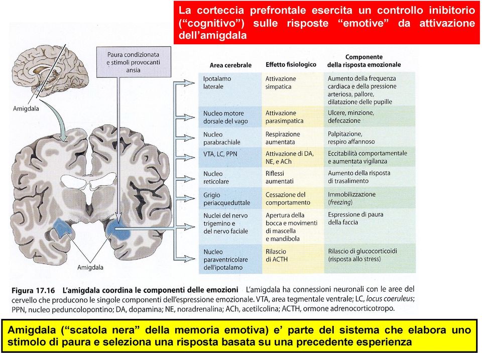 scatola nera della memoria emotiva) e parte del sistema che elabora