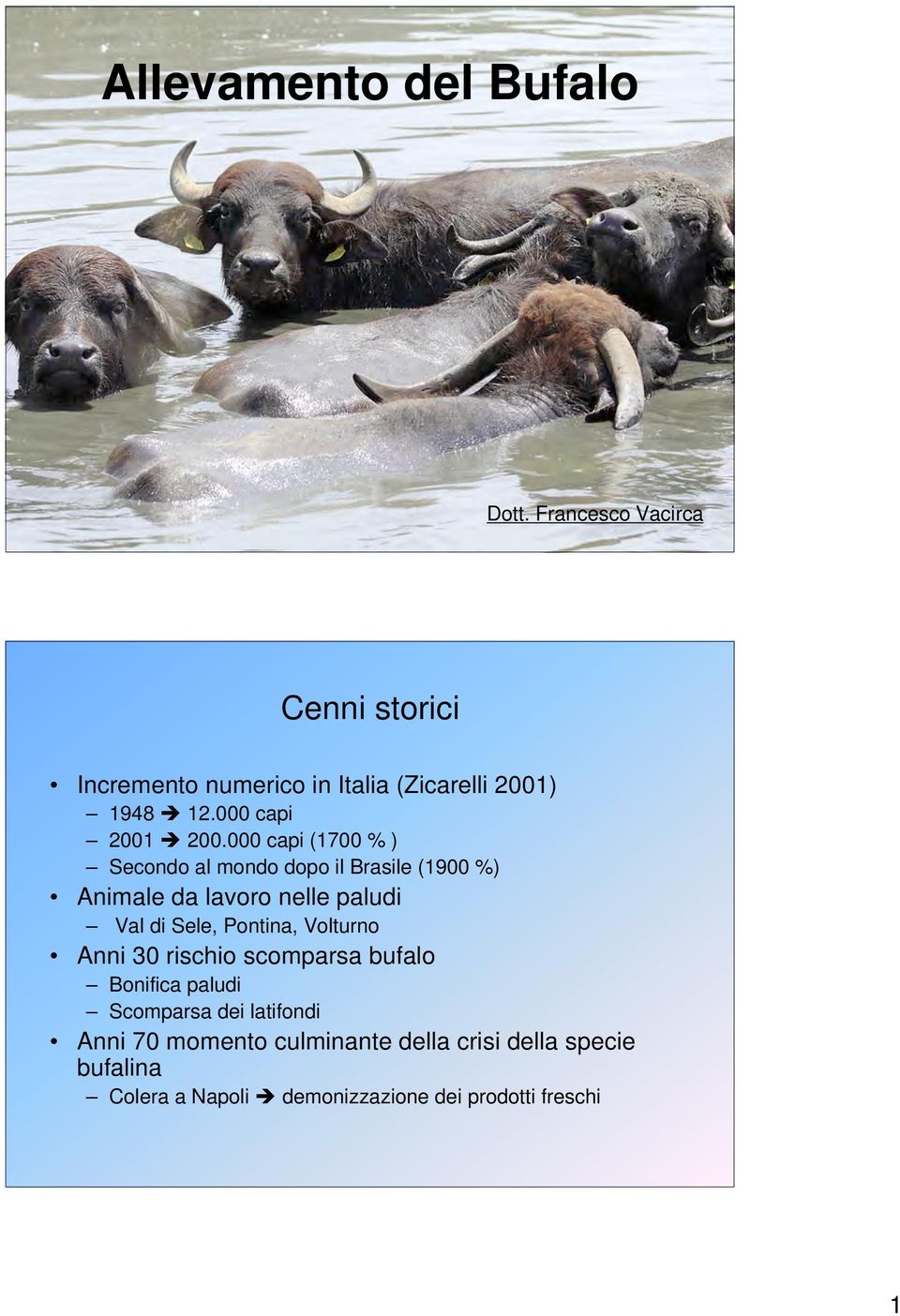 000 capi (1700 % ) Secondo al mondo dopo il Brasile (1900 %) Animale da lavoro nelle paludi Val di Sele,