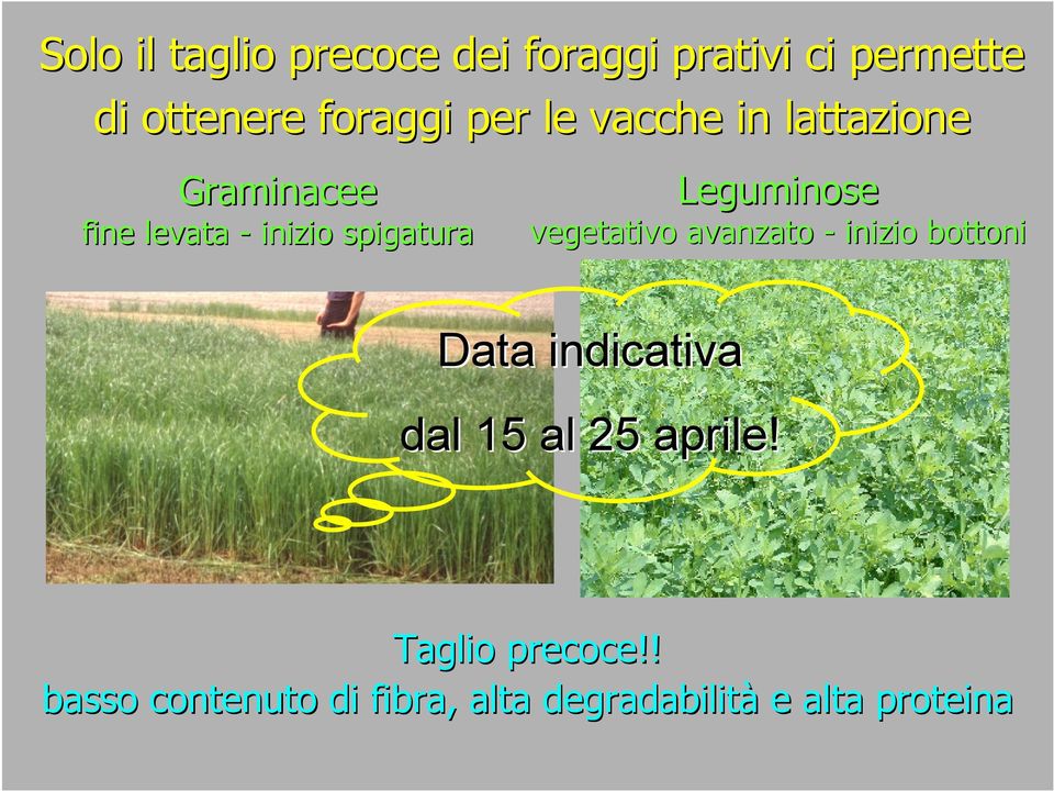 Leguminose vegetativo avanzato - inizio bottoni Data indicativa dal 15 al 25