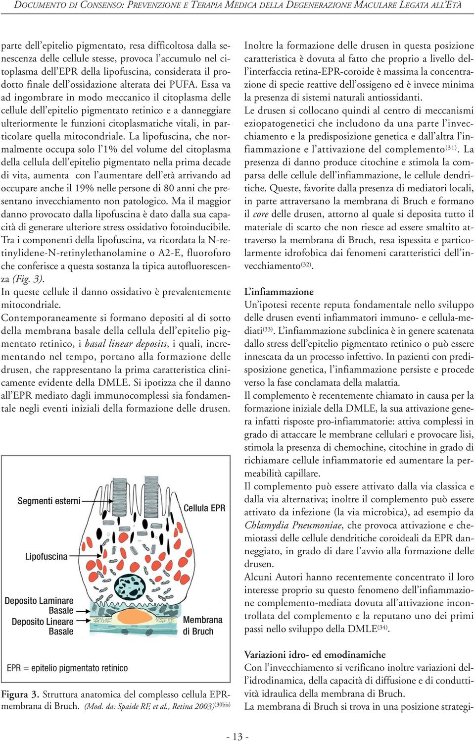 Essa va ad ingombrare in modo meccanico il citoplasma delle cellule dell epitelio pigmentato retinico e a danneggiare ulteriormente le funzioni citoplasmatiche vitali, in particolare quella