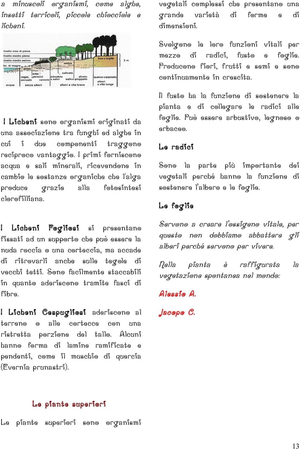 I Licheni sono organismi originati da una associazione tra funghi ed alghe in cui i due componenti traggono reciproco vantaggio.