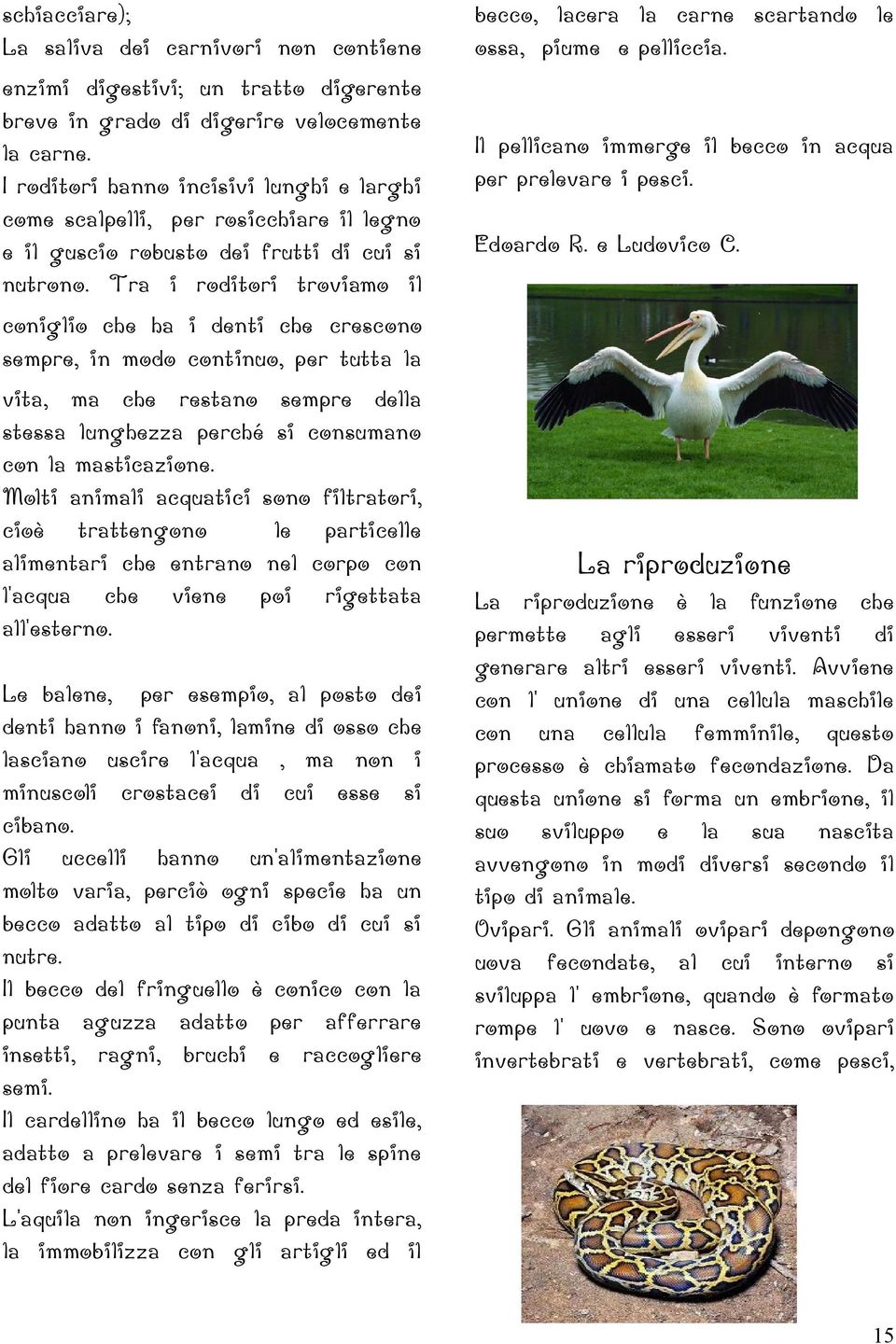 Tra i roditori troviamo il becco, lacera la carne scartando le ossa, piume e pelliccia. Il pellicano immerge il becco in acqua per prelevare i pesci. Edoardo R. e Ludovico C.