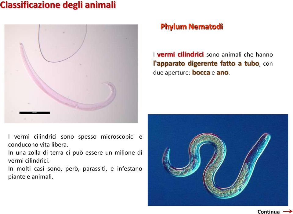 I vermi cilindrici sono spesso microscopici e conducono vita libera.