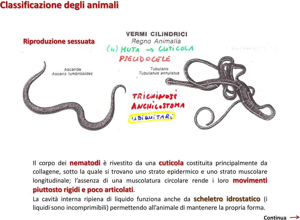 circolare rende i loro movimenti piuttosto rigidi e poco articolati.