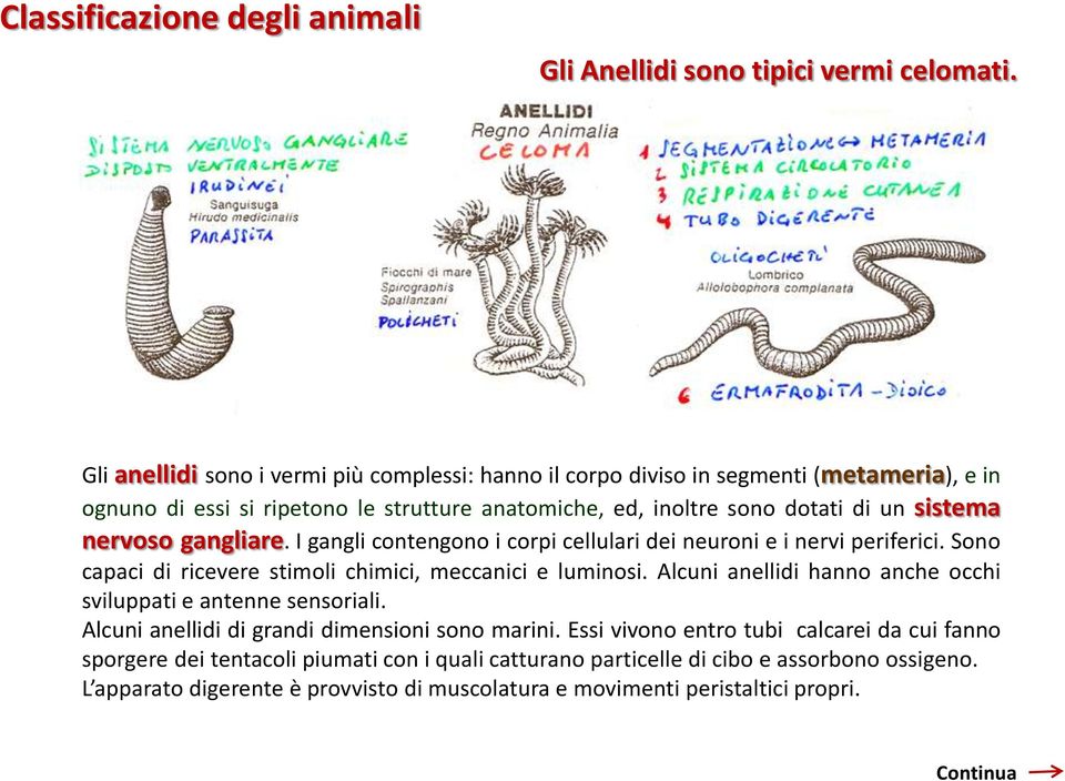 sistema nervoso gangliare. I gangli contengono i corpi cellulari dei neuroni e i nervi periferici. Sono capaci di ricevere stimoli chimici, meccanici e luminosi.