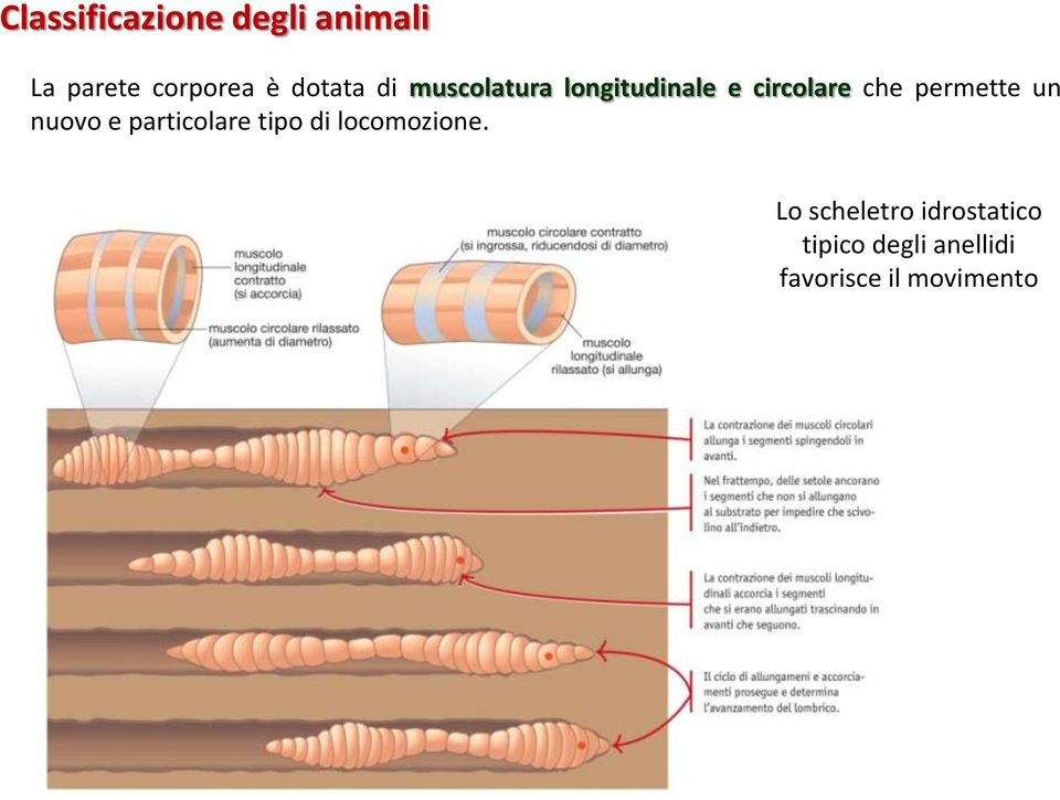 e particolare tipo di locomozione.