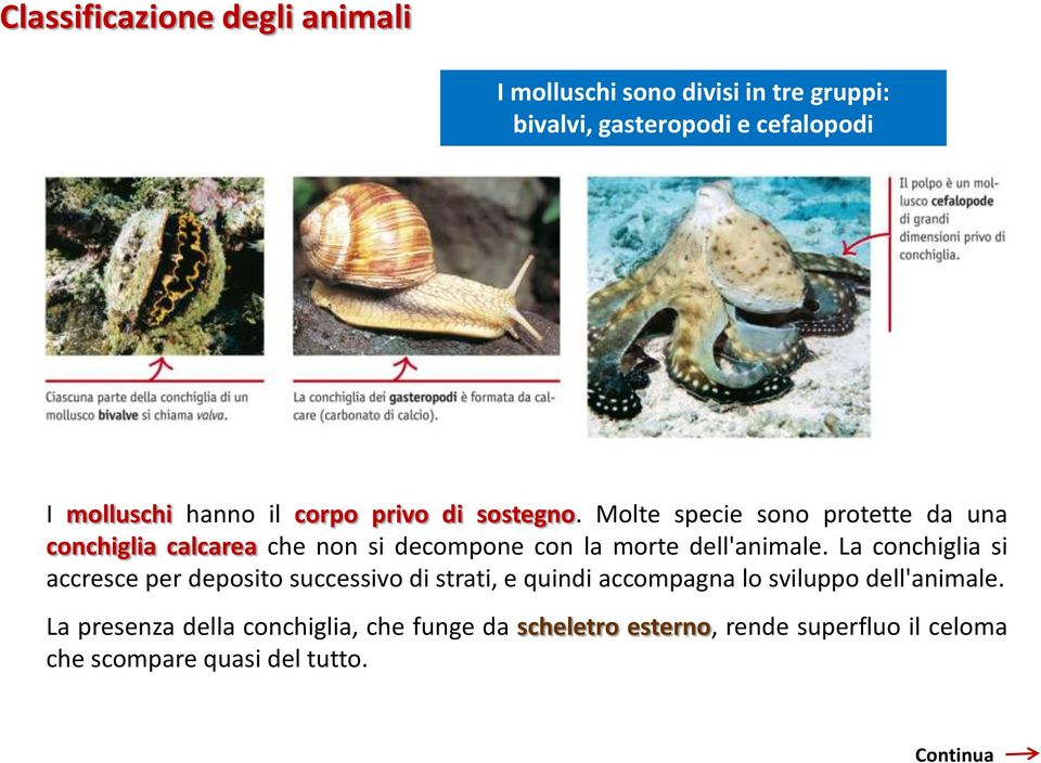 La conchiglia si accresce per deposito successivo di strati, e quindi accompagna lo sviluppo dell'animale.