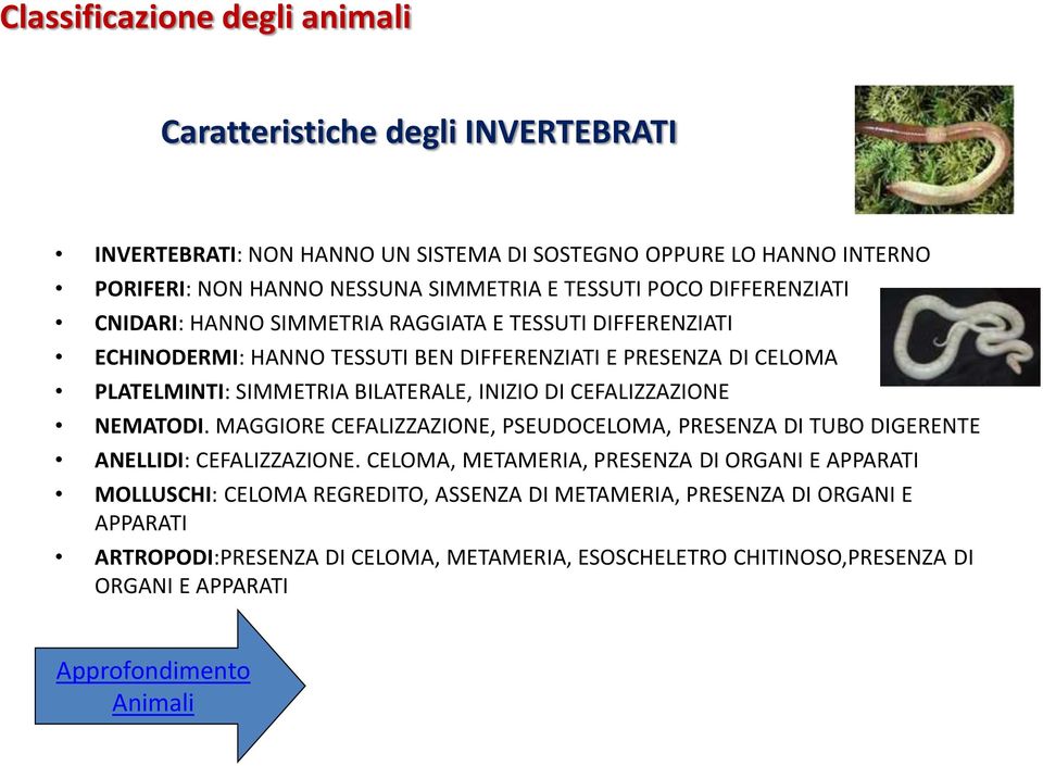 CEFALIZZAZIONE NEMATODI. MAGGIORE CEFALIZZAZIONE, PSEUDOCELOMA, PRESENZA DI TUBO DIGERENTE ANELLIDI: CEFALIZZAZIONE.