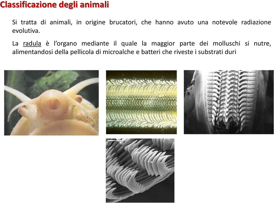 La radula è l organo mediante il quale la maggior parte dei