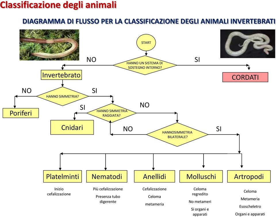 SI Platelminti Nematodi Anellidi Molluschi Artropodi Inizio cefalizzazione Più cefalizzazione Presenza tubo digerente