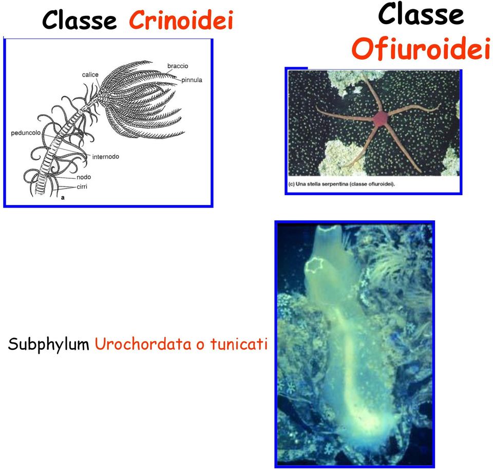 Ofiuroidei