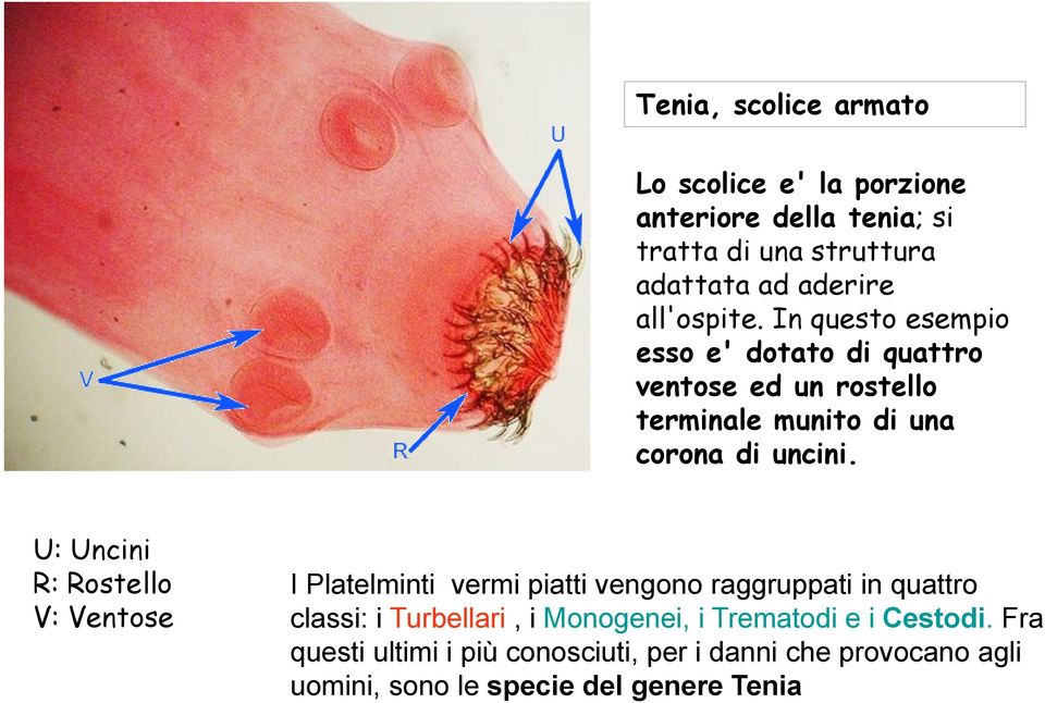 U: Uncini R: Rostello V: Ventose I Platelminti vermi piatti vengono raggruppati in quattro classi: i Turbellari, i