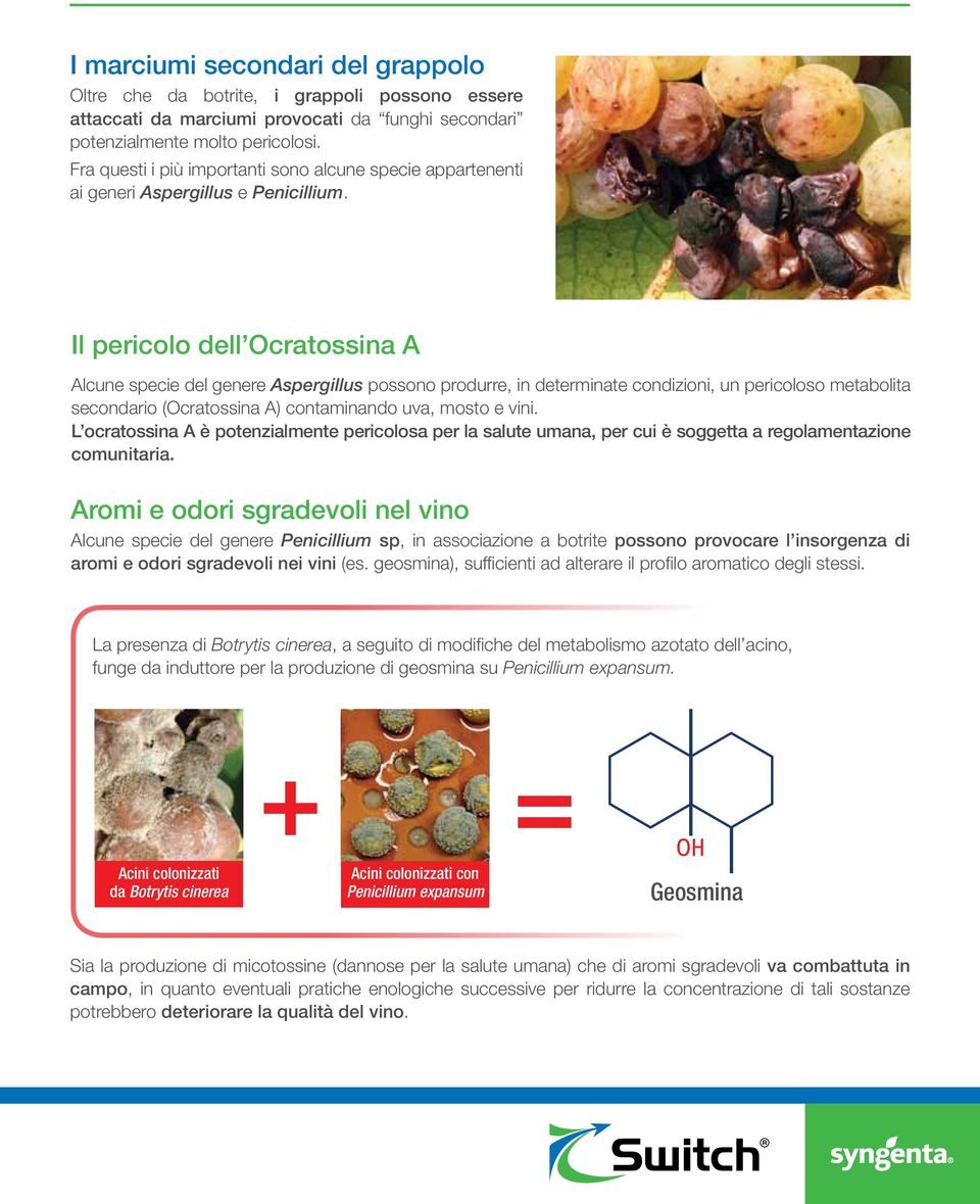 Il pericolo dell Ocratossina A Alcune specie del genere Aspergillus possono produrre, in determinate condizioni, un pericoloso metabolita secondario (Ocratossina A) contaminando uva, mosto e vini.