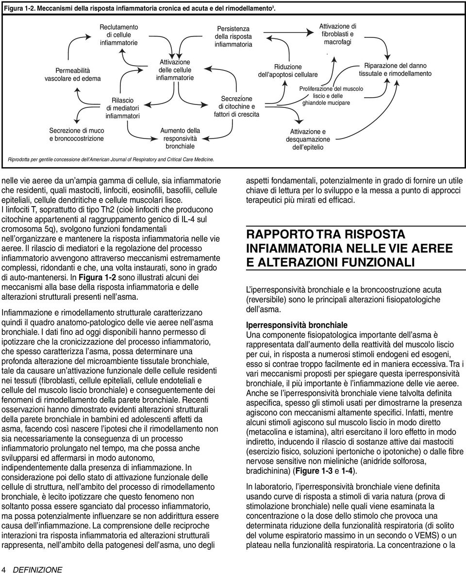 di mediatori infiammatori Attivazione delle cellule infiammatorie Aumento della responsività bronchiale Secrezione di citochine e fattori di crescita Riduzione dell apoptosi cellulare Proliferazione