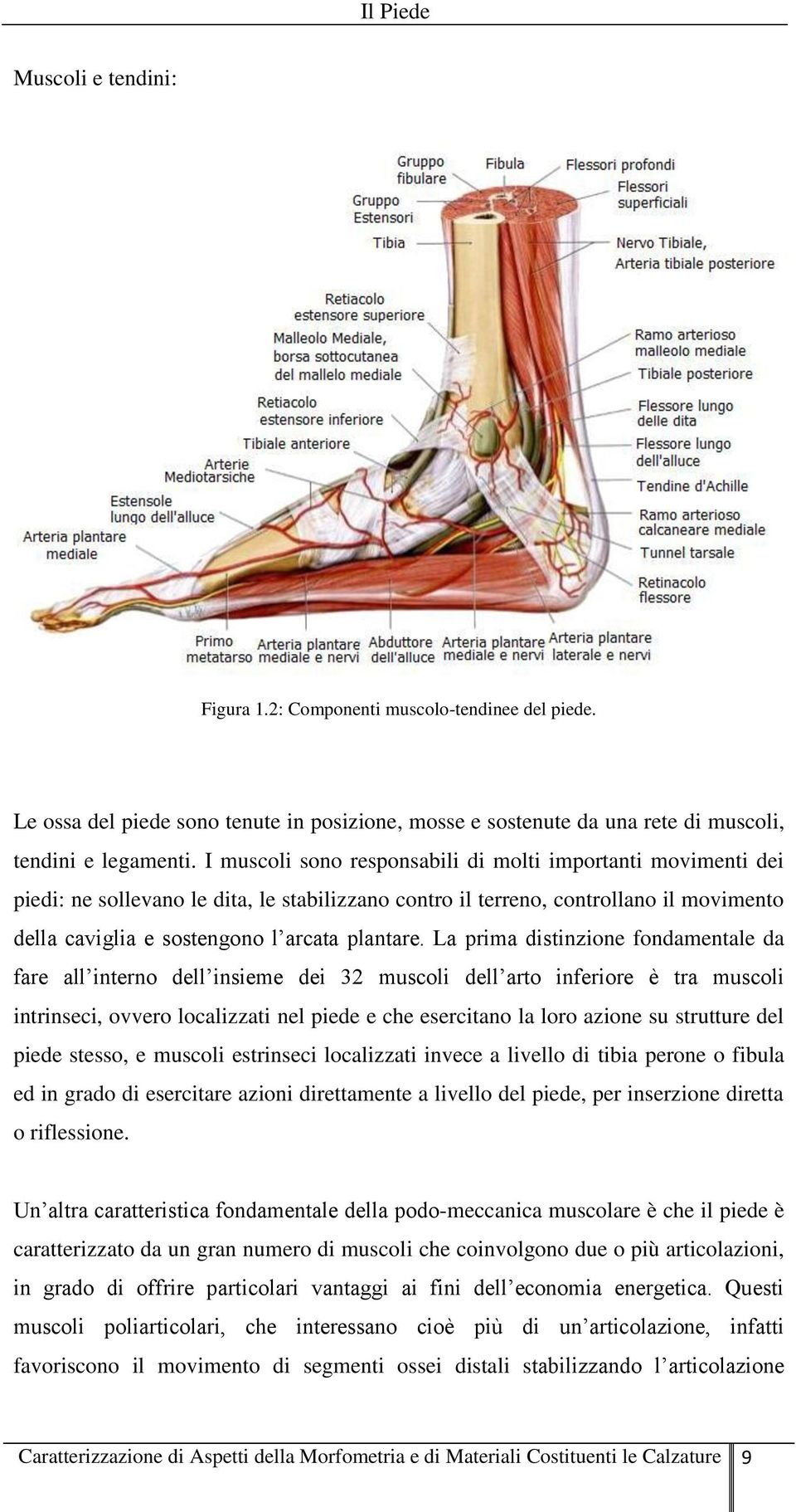 La prima distinzione fondamentale da fare all interno dell insieme dei 32 muscoli dell arto inferiore è tra muscoli intrinseci, ovvero localizzati nel piede e che esercitano la loro azione su