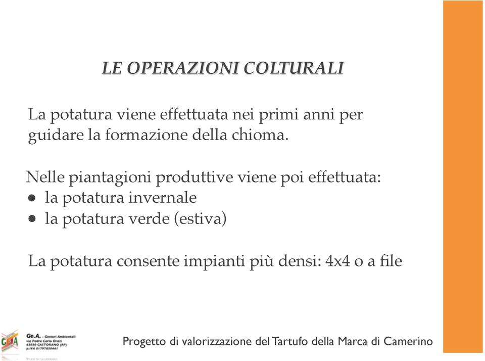 Nelle piantagioni produttive viene poi effettuata: la potatura