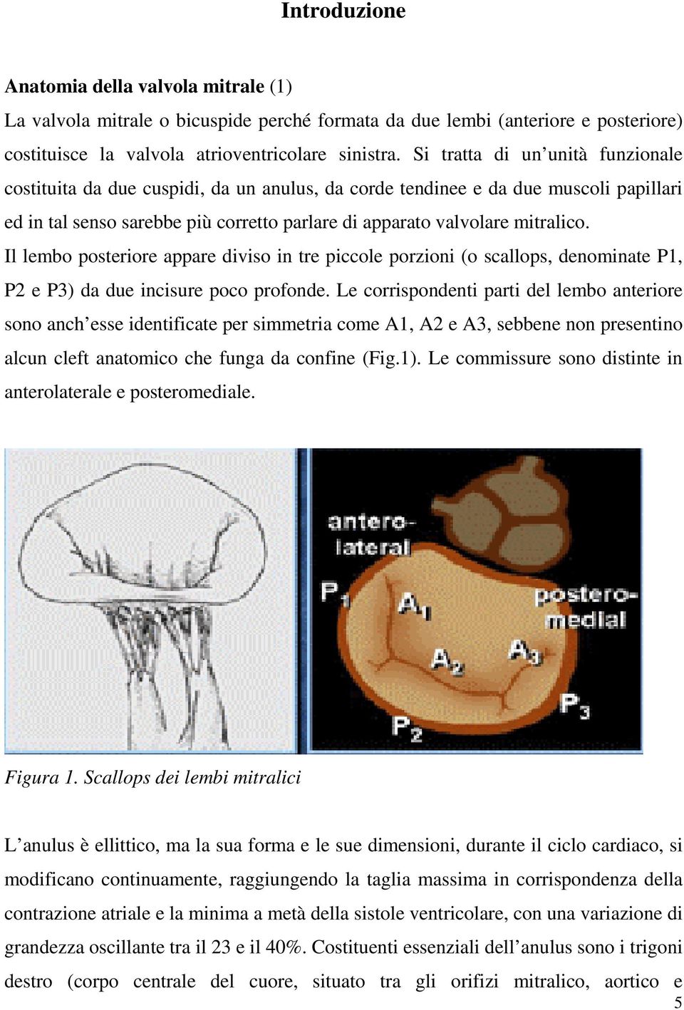 Il lembo posteriore appare diviso in tre piccole porzioni (o scallops, denominate P1, P2 e P3) da due incisure poco profonde.